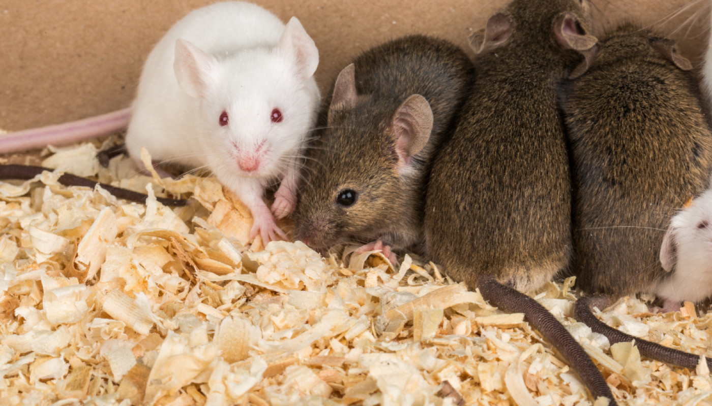 Quel appât rodenticide choisir à l’approche de l’automne ?